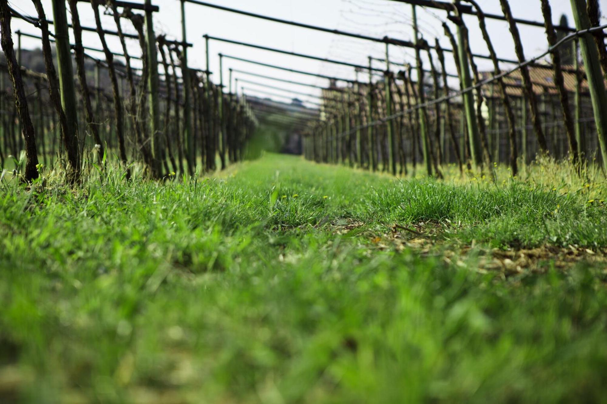 Azienda Agrituristica Corteforte Fumane Eksteriør billede