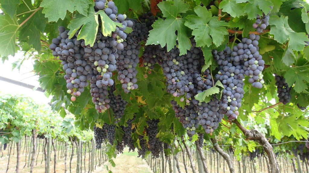 Azienda Agrituristica Corteforte Fumane Eksteriør billede